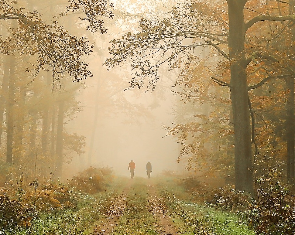 Shot of silhouettes of two people walking on a path in an autumn forest during the morning fog