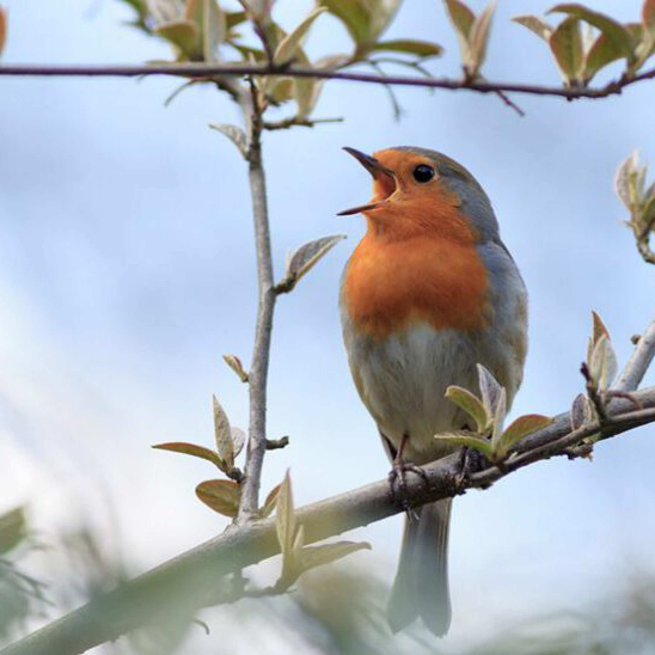 vogelgesangg-990x548 © Ornitolog82 Getty images